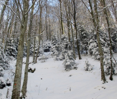 20150106_papuk_010