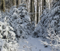 20150106_papuk_033