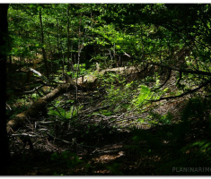 papuk_0605_00012
