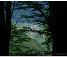 papuk_0605_00027