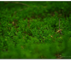 papuk_0605_00029