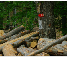 papuk_0605_00034