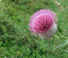 20150906_papuk_005