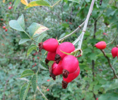 20150906_papuk_017