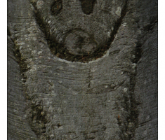 Priroda