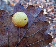 20151206_krndija_046