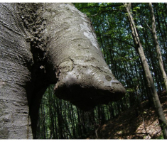papuk20130707_010