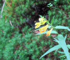 20160897_papuk_042