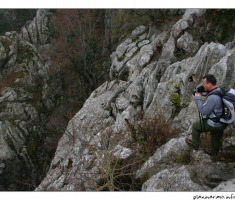 Pogled