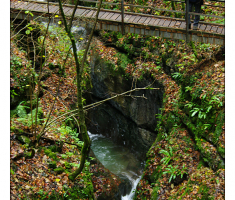 Miša