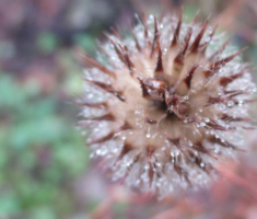 20141207_papuk_011