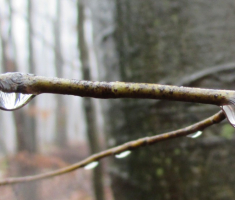 20141207_papuk_033