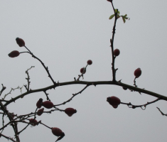 20141207_papuk_035