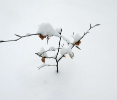 20150208_krndija_012