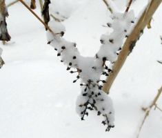 20150208_krndija_024