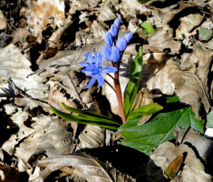 sasevo_davor_matas_010