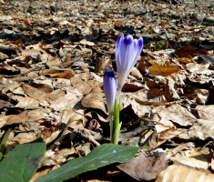 sasevo_davor_matas_021