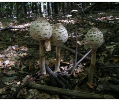 papuk_010