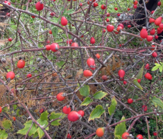 20151108_stjenjaci_krndije_007