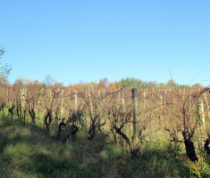 20151108_stjenjaci_krndije_010