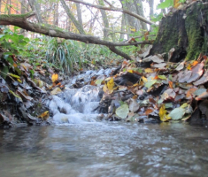 20151108_stjenjaci_krndije_024