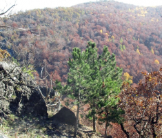 20151108_stjenjaci_krndije_040