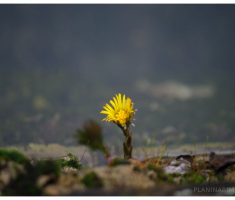 planinarimo_papuk20140209_003