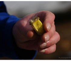 planinarimo_papuk20140209_006