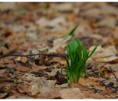 planinarimo_papuk20140209_007
