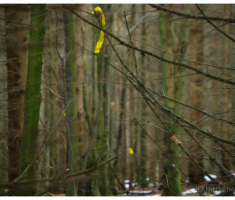 planinarimo_papuk20140209_018