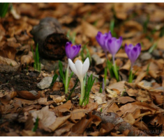 planinarimo_papuk20140209_021