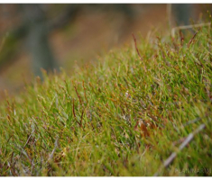 planinarimo_papuk20140209_025