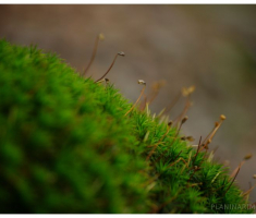 planinarimo_papuk20140209_029