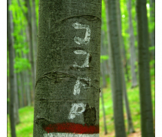 JJPP