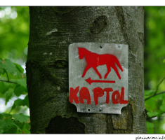 Konj