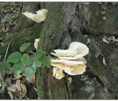 papuk20120909_00003