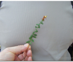 papuk20120909_00005