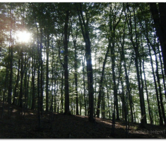 papuk20120909_00023