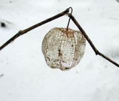20160110_papuk_010