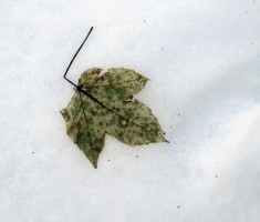 20160110_papuk_043