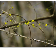 krdnija_20130310_00018