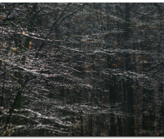 krdnija_20130310_00033