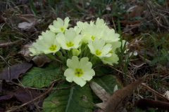 10.03.2019. - Grgurevo na Požeškoj gori