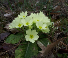 20190310_pozeska_gora_018