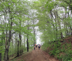 20160410_mecsek_017