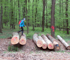 20160410_mecsek_044