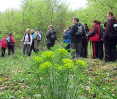 20160410_mecsek_045