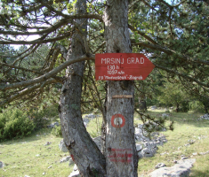 pljesevica_drazen_smit_013
