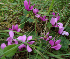 pljesevica_drazen_smit_016
