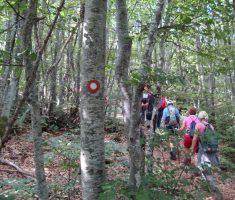 pljesevica_drazen_smit_017